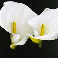 Two White Lilies